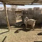 عنز عارضيه حليب وشاه حريه خلفه