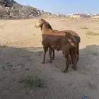 2 سواكن حمريه سمان