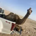 ناقه مكسوره للبيع
