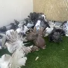 ازواج رقاص هندي فاخره
