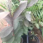 شتلات الجوافة السوداء