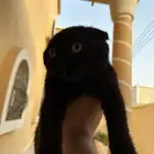 سكوتش فولد للبيع