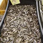 عود مروكي بايلوت سعر الكيلو 1200  
