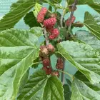 شتلات زيتون وليمون وتوت وجوافه