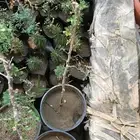 شتلات بيشم وبشام