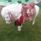 السيسي لا الجار