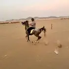 حصان شعبي للبيع العمر 5 الارتفاع 159السلامه سليم حصان طيب