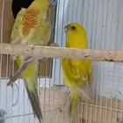جوز براكيت منتج