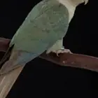 أزواج منتجه تصفيه عروووض