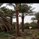 تكريب وتنضيف نخل العربي ولواشنطونيا وتغيير تربه لمناسبه