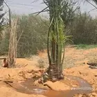 يوجد لدينا نخل زينه وعربي علا جميع المقاسات وسعار مناسبه