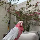 ببغاء للتبني مستعجل