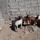 تيوس حص اعمارها 6شهور