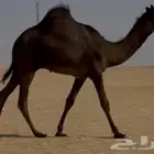 مجهم للبيع قعود طيب جدا وسلالته طيبه