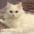 قطط الاحساء