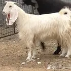 جفره مصريه مطوره فاخرة