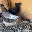 حمام قطايف