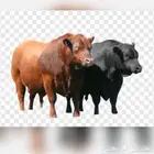 ابقار للبيع