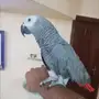 ببغاءكاسكو أفريقي متكلم 
