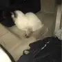 هملايا تشوكلت انثى