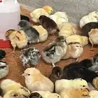صيصان بلدي