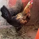 دجاج بلدي سليم جمله 30 ريال