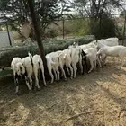 للبيع تيوس ذبائح