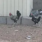 6 ديكه كلش ديكبلدي