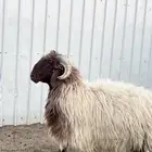خروف فحل صنف