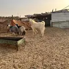 تيس هولندي كفو