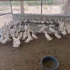 للبيع بط مسكوف شرشيري بط بكيني