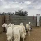 طليان للبيع