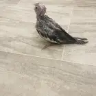 فرخ كروان لمحبين الغر