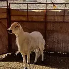 طلي