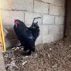 للبيع ديك براهما