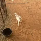 شاه رفيد