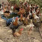 دجاج بلدي