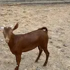 تيسر ادهم محايل
