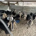 معزا