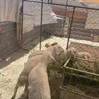 طليان ورخال للبيع