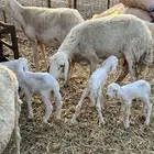 مراح ضان حريات