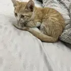 قطة صغيرة تحتاج تبني عاجل