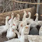 وز ابيض صح