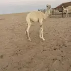 حوار العمر شهرين