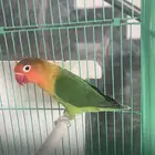 3 طيور 2 روز 1 فيشر طقطق