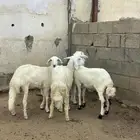 رخال للبيع