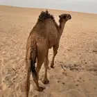 حاشي قصب