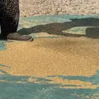 بذور برسيم صبخاوي اوتاج 2025