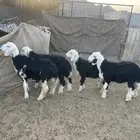 رخال طيبه نظيفه العد 4 الحد 1250