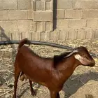 تيس وخبشة جذعان